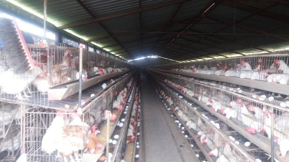 Galpón avícola del proyecto de avicultura en Aláquez, Latacunga