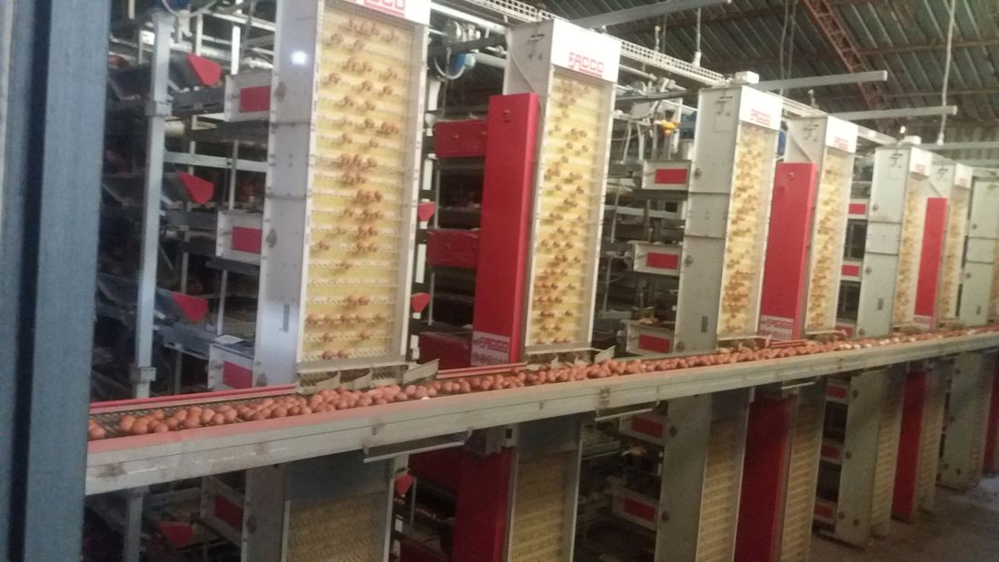 Clasificación y recolección de huevos en el proyecto avícola