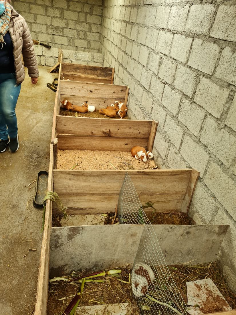 Crianza de cuyes en el proyecto de cuyicultura de Yatzaputzan, Ambato